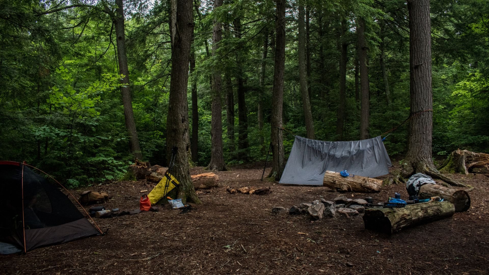 Campsite with tents and gear nestled among tall trees in dense forest