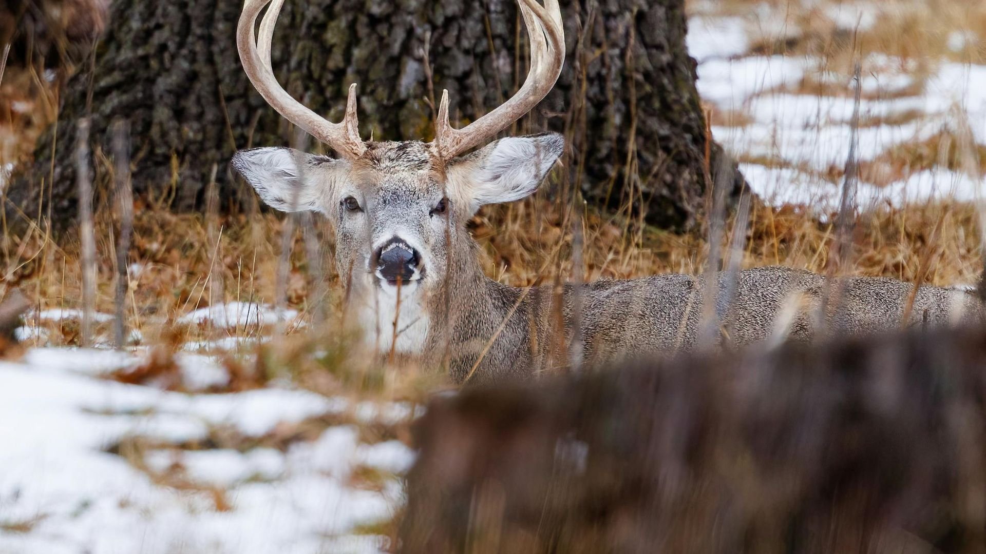 Buck with large antlers standing in snowy winter forest landscape