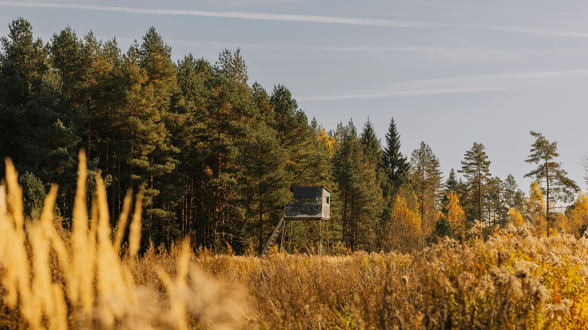 Hunting blind in autumn forest with golden grass and yellow trees
